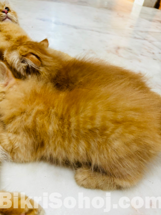 Traditional Persian long coat cat